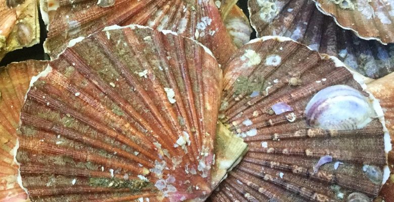 Mets les coquilles Saint-Jacques fraîches dans ton évier par exemple
