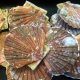 Étape pour : Technique pour ouvrir les coquilles saint jacques 1