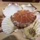 Étape pour : Technique pour ouvrir les coquilles saint jacques 10