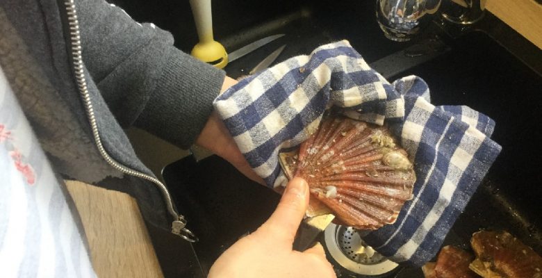 Lame tournée vers le haut du chapeau, racle en revenant vers le pied de la coquille