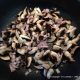 Étape pour : Recette du filet mignon de porc à la moutarde-008