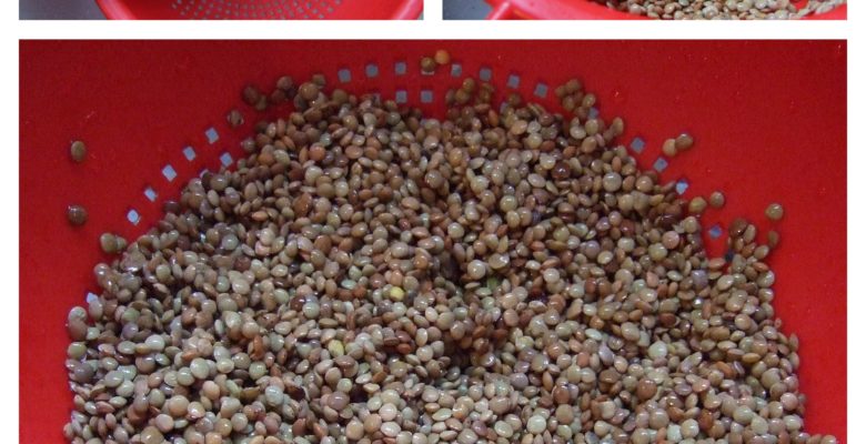 Rince abondamment les lentilles sous l'eau dans un égouttoir.